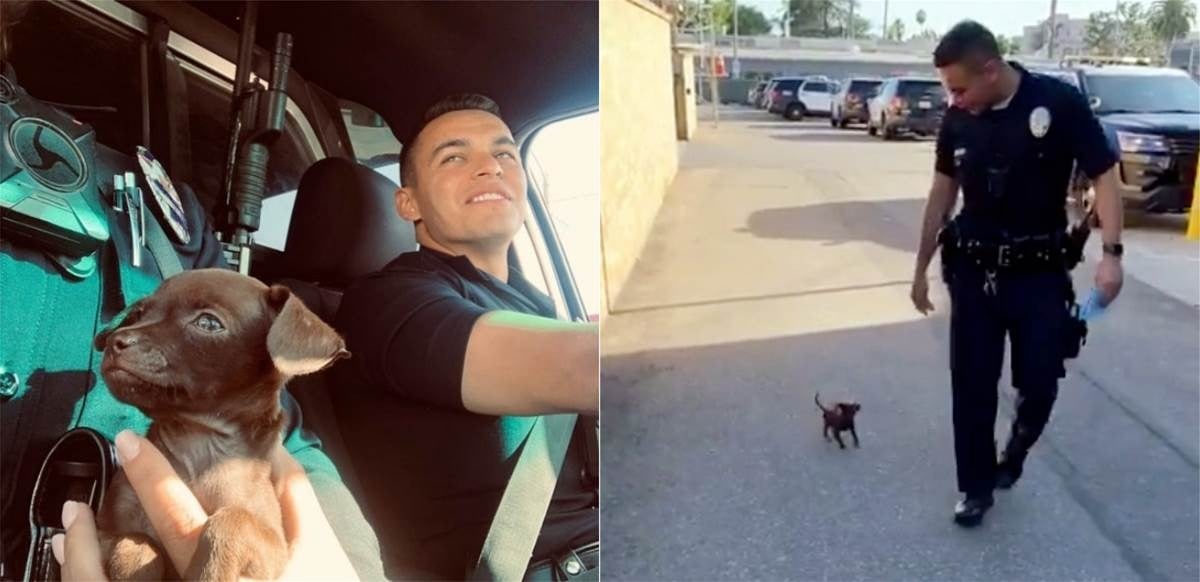 Policiais resgatam cachorrinho de rua movimentada