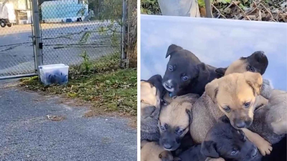(Foto: SOCIEDADE HUMANITÁRIA DO CONDADO DE CALHOUN)