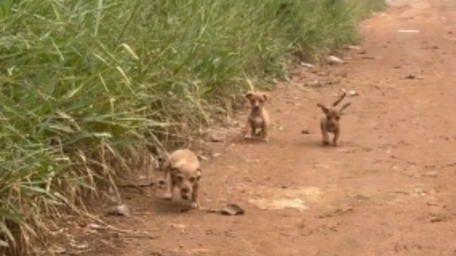 Filhotes abandonados em estrada de terra saem do esconderijo para pedir ajuda