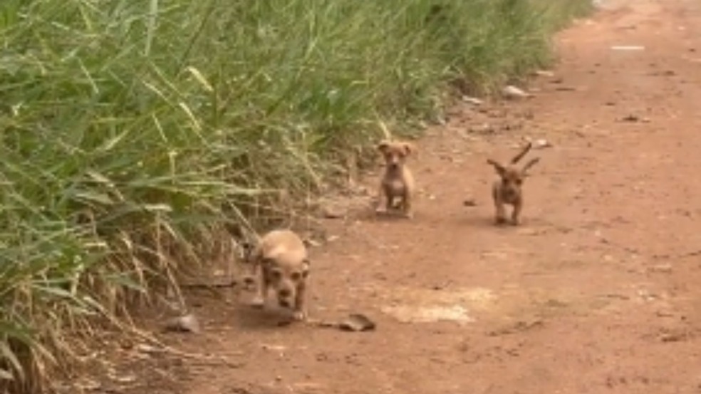 Filhotes abandonados em estrada de terra saem do esconderijo para pedir ajuda