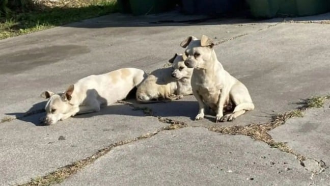 Foto: Reprodução/Suzette Hall/The Dodo
