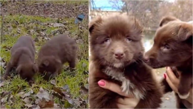 Cachorro comendo grama para sobreviver