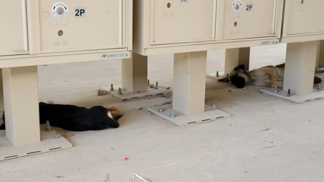 Filhotes de cachorro abandonados comeram papel e pedras para sobreviver