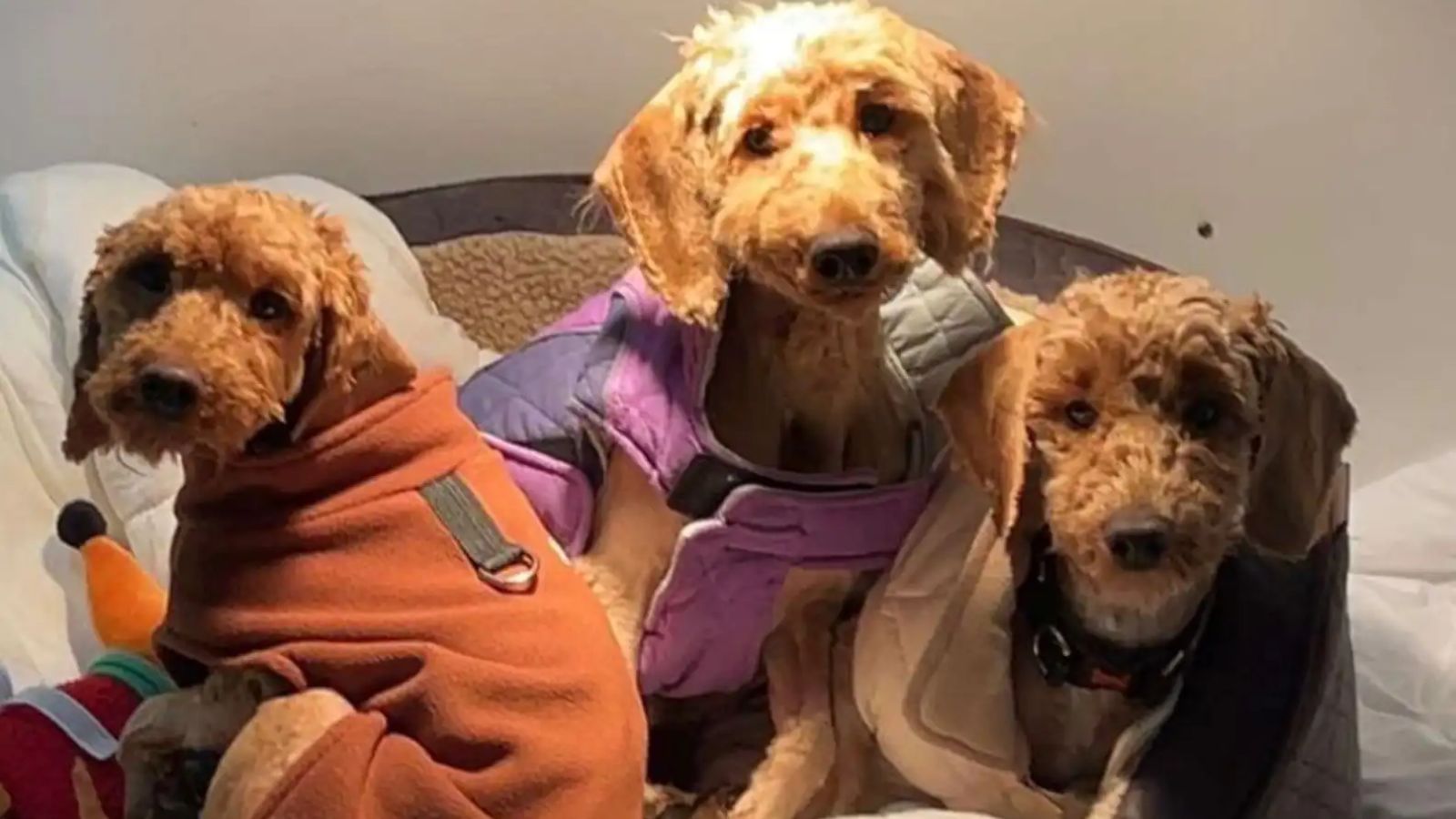 Filhotes de cachorro