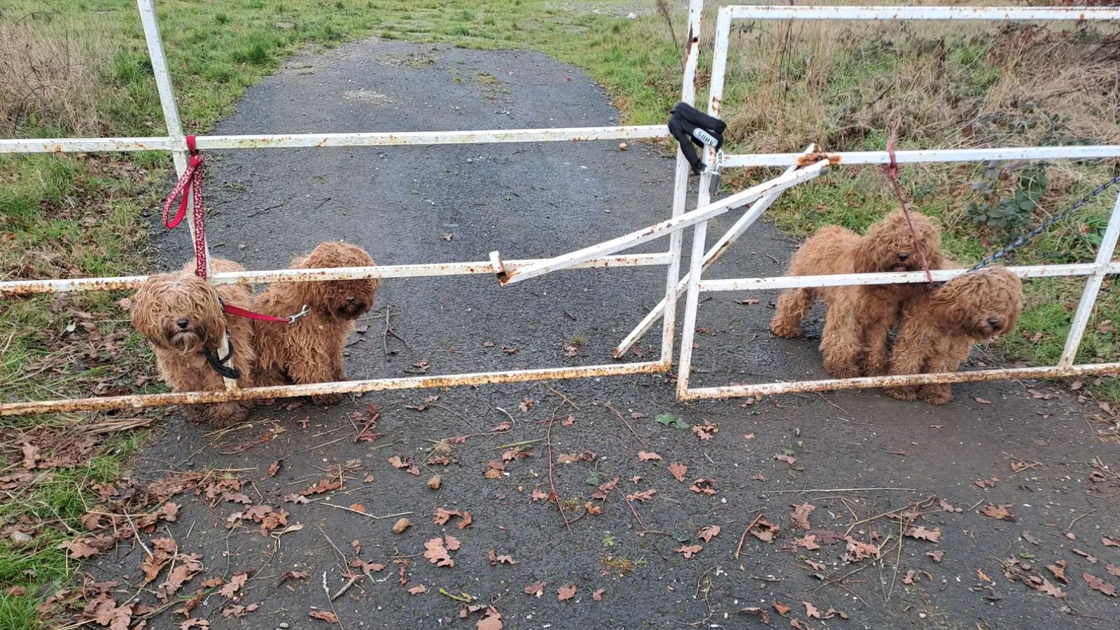 Filhotes de cachorro amarrados em portão
