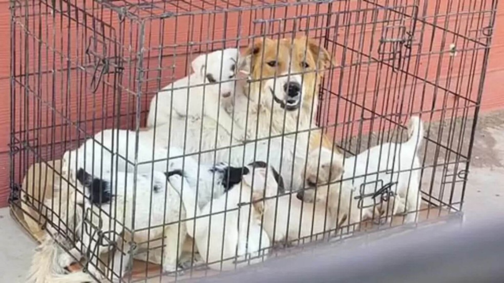 Foto: Soul Dog Rescue