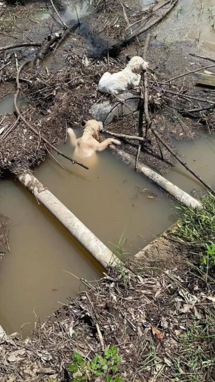 Filhotes carro em movimento em córrego