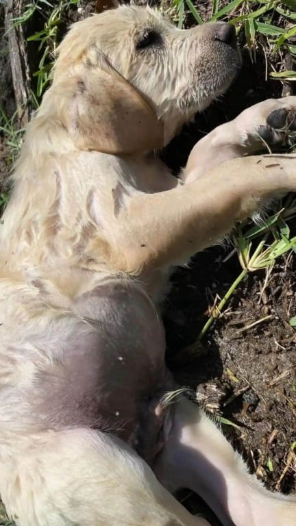 Filhotes carro em movimento em córrego