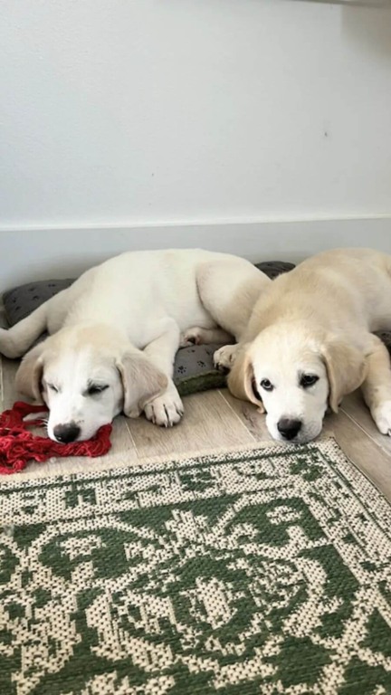 Filhotes de cachorro