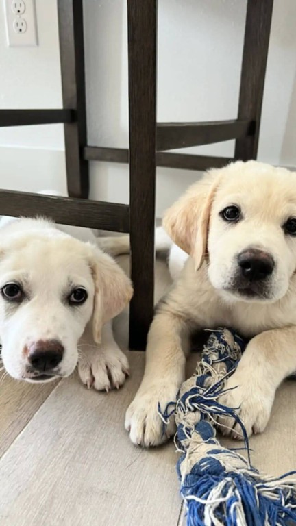 Filhotes de cachorro