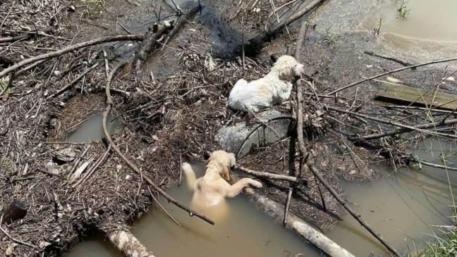 Filhotes carro em movimento em córrego