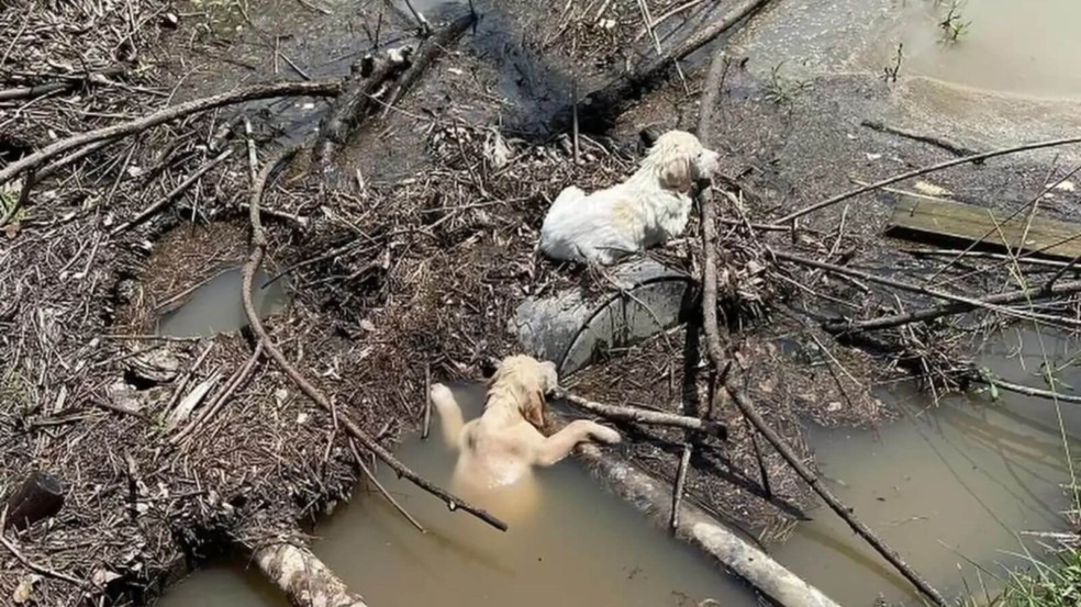Filhotes carro em movimento em córrego