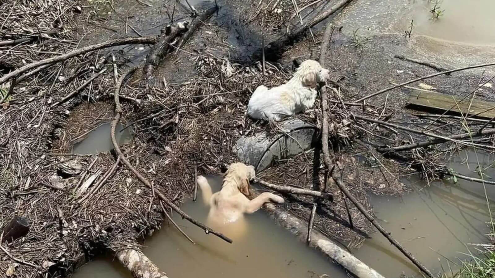 Filhotes carro em movimento em córrego
