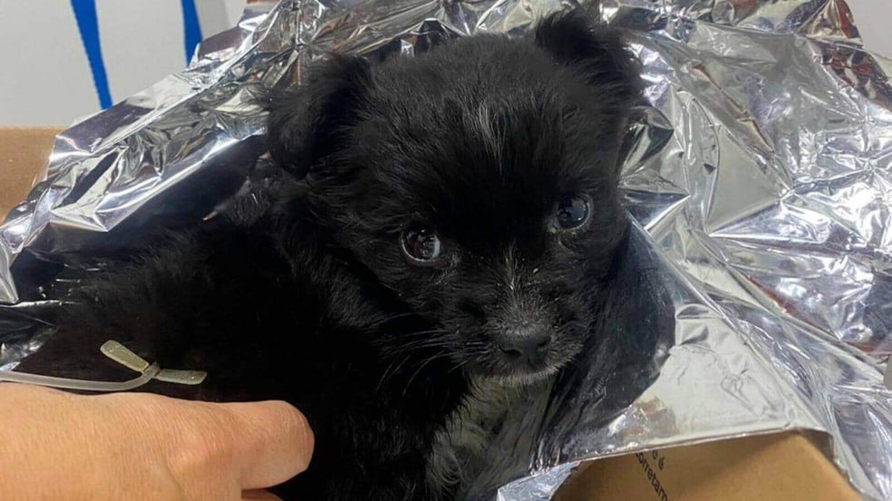 Foto: Prefeitura de Várzea Paulista