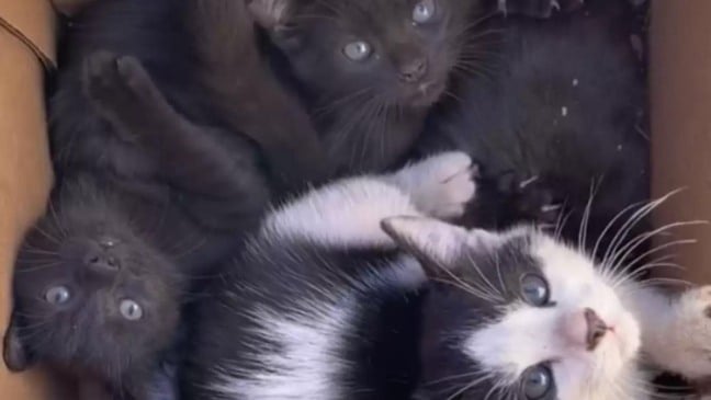 (Foto: Divulgação/ALISON KEMPKEY)