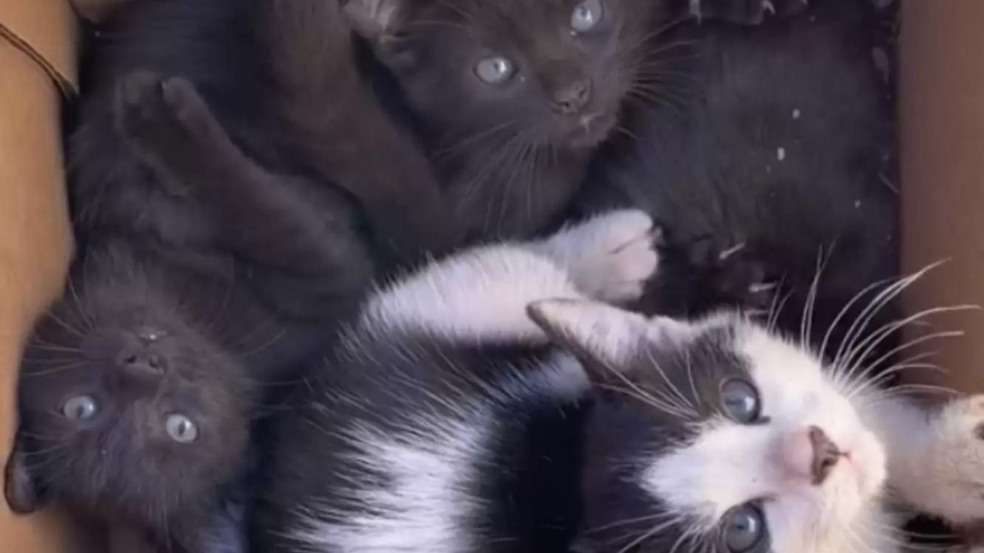 (Foto: Divulgação/ALISON KEMPKEY)