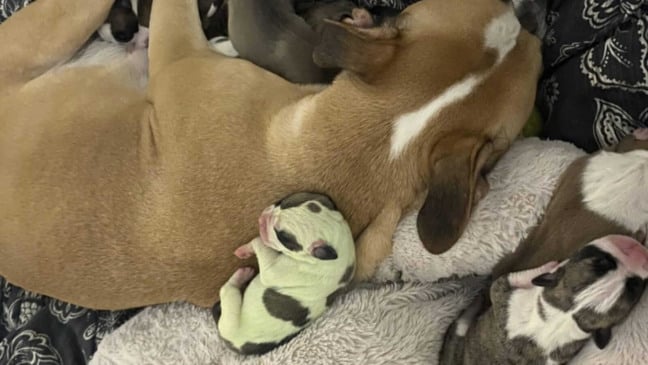 Cachorro verde com mãe