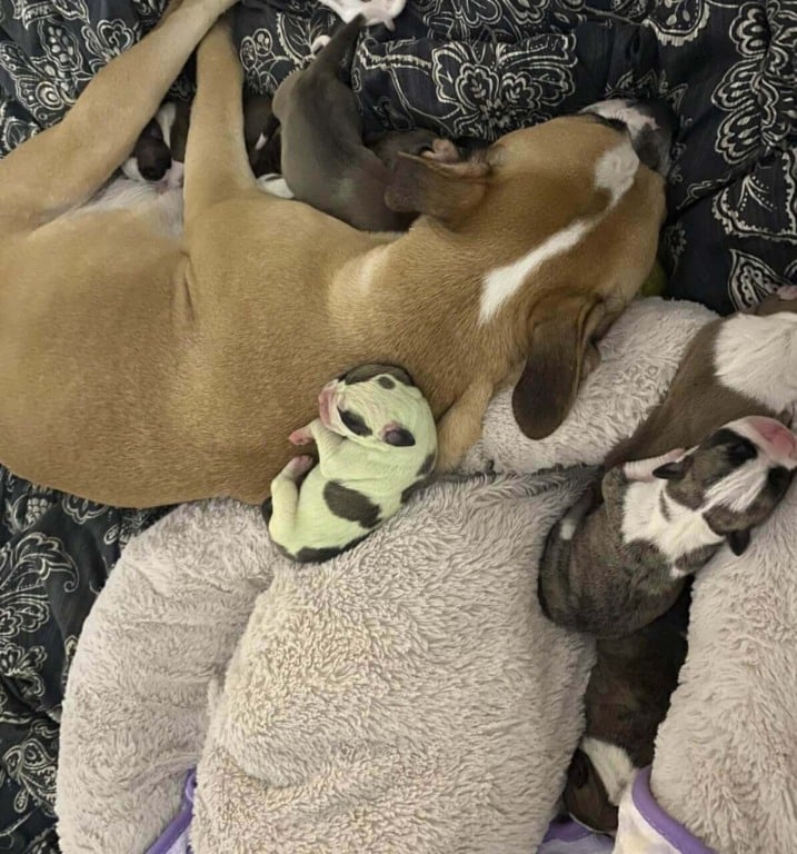 Cachorro verde com mãe