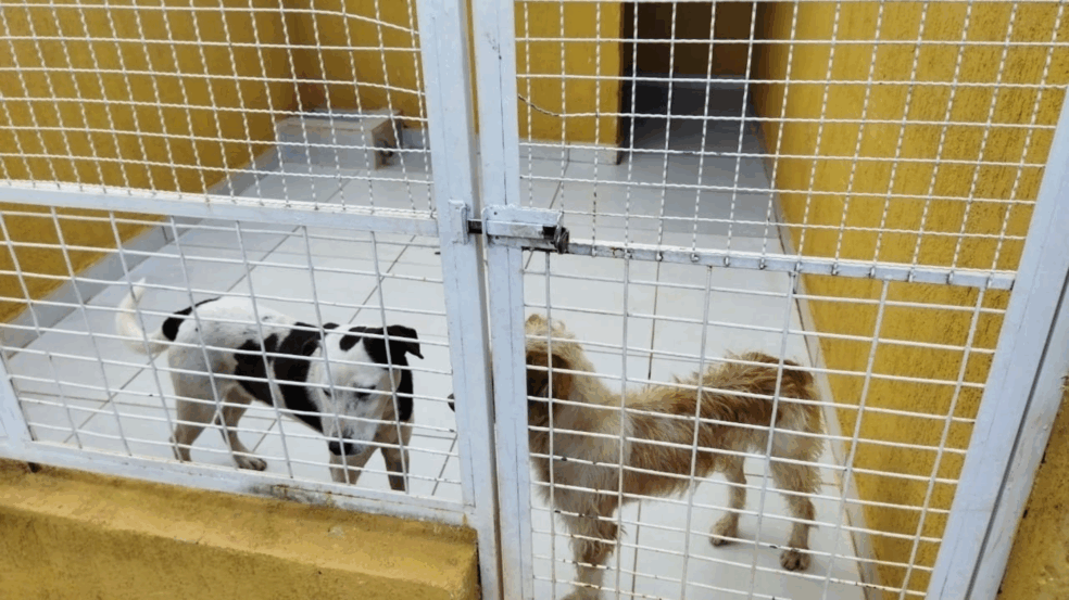 Os cães já na ONG, recebendo os cuidados (Foto: Divulgação)