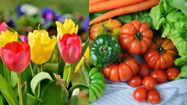 (Foto: Canva/McMiro e Ralphs_Fotos)