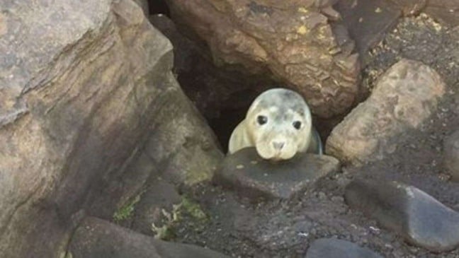 (Foto: Reprodução/The Dodo)