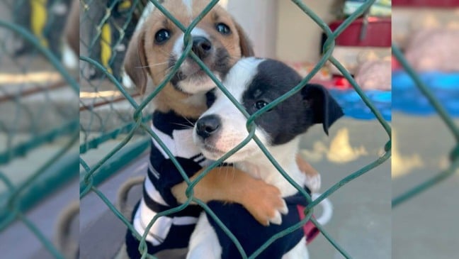 Foto: Divulgação/Instituto Focinho Feliz