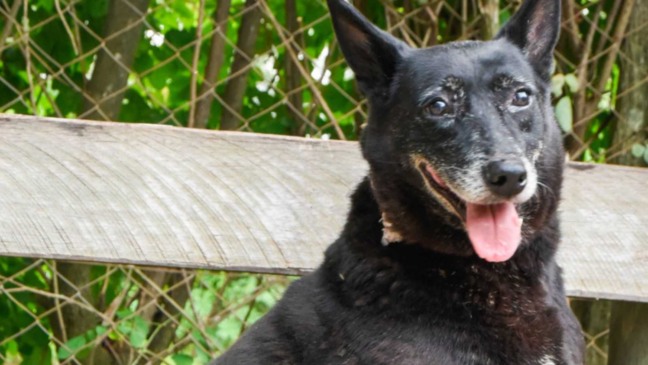 Cães e gatos de famílias em vulnerabilidade são beneficiados com a campanha Focinho Solidário (Foto: Prefeitura de Jundiaí)
