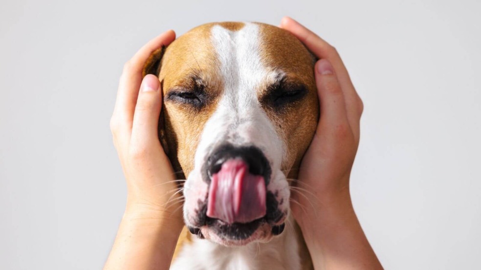 Foto: Canva Pro Foto: Canva Pro