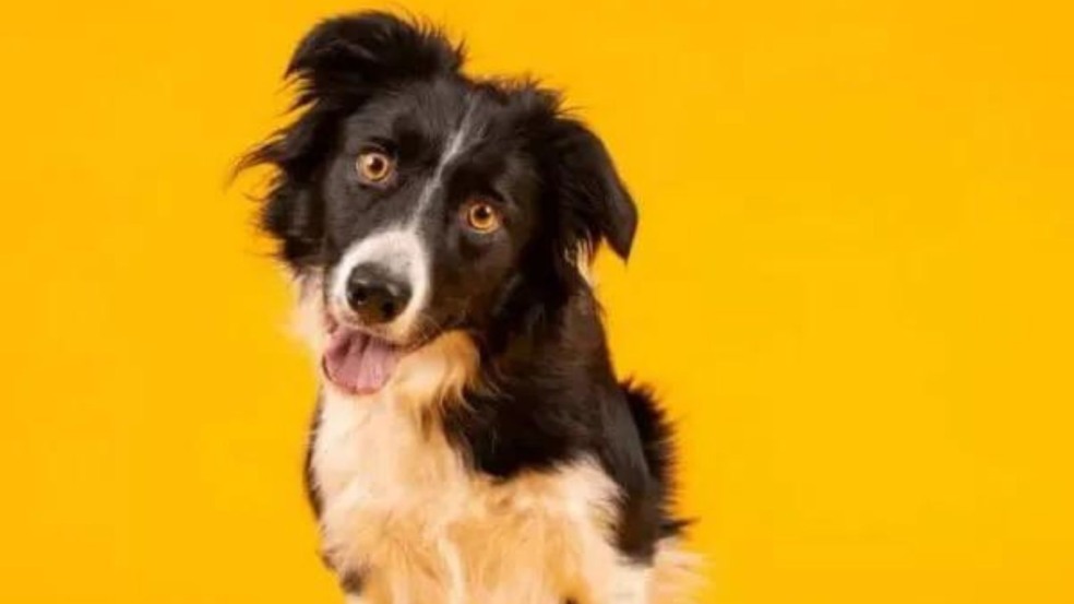 (Foto: Reprodução/caesonline)