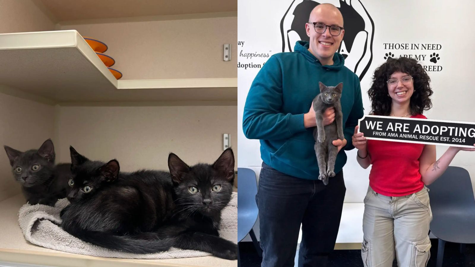 Gatinhos sendo adotados