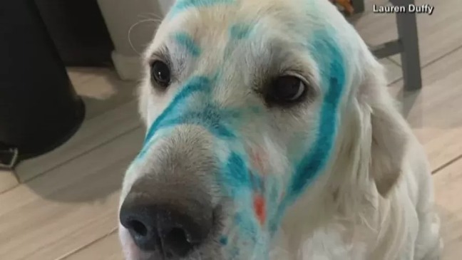 Cachorro com pelos pintados de azul