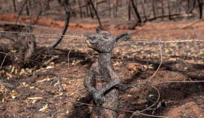 canguru carbonizado preso em cerca
