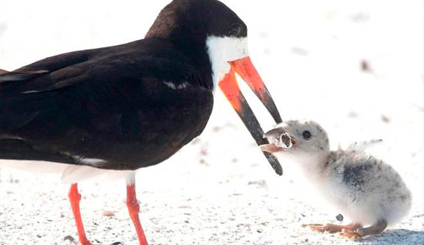 Fotógrafa captura pássaro alimentando filhote com bituca de cigarro