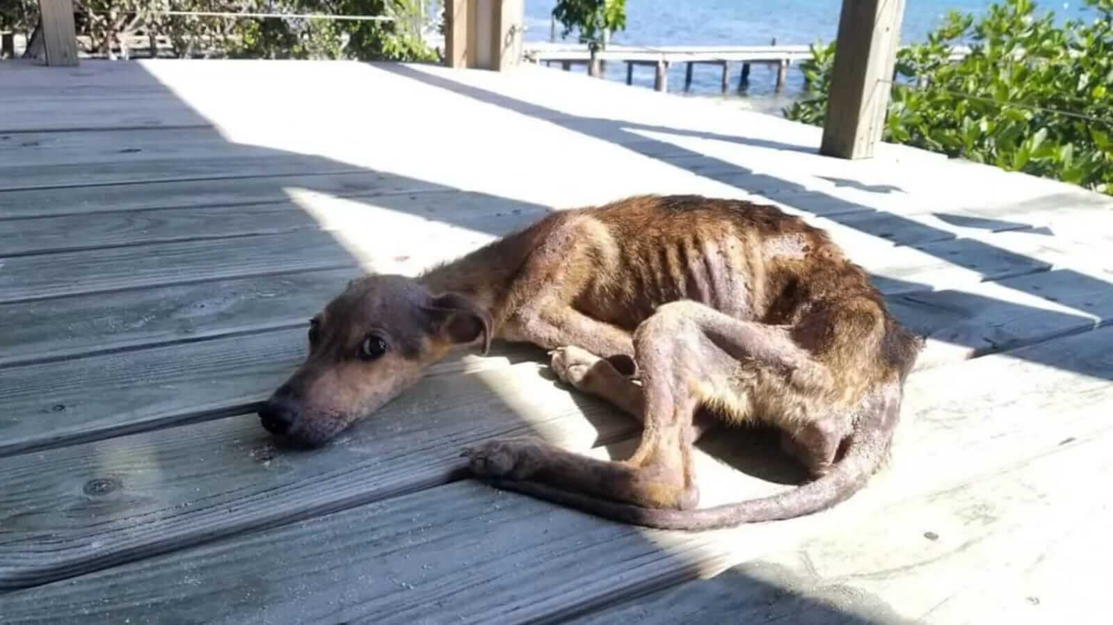 Cachorro magro em deck