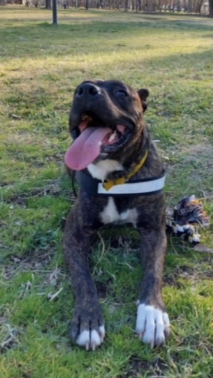 Funcionário encontra cachorro adorável dormindo na camas da loja