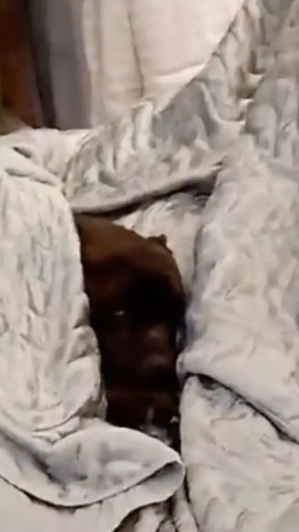 Funcionário encontra cachorro adorável dormindo na camas da loja