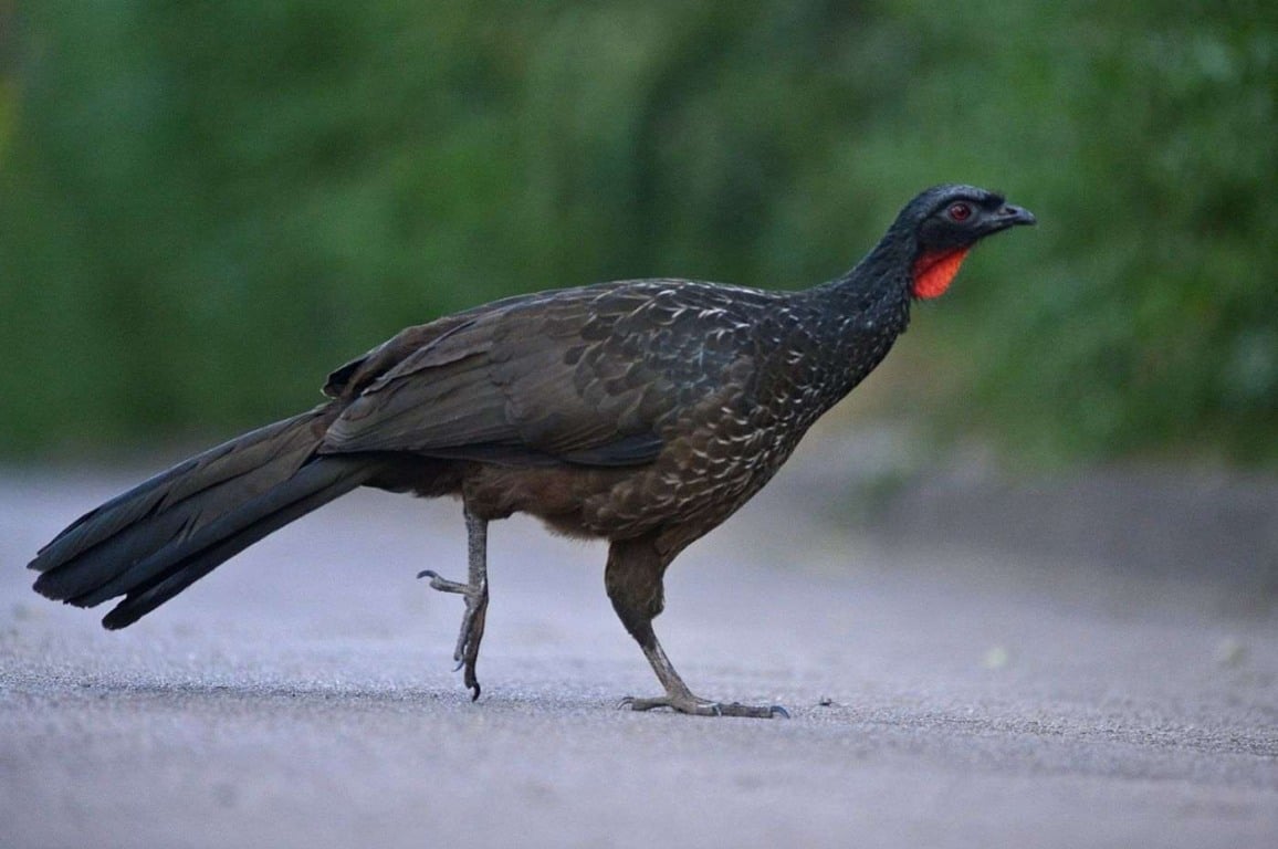 Fundação Serra do Japi alerta para atropelamento de animais silvestres