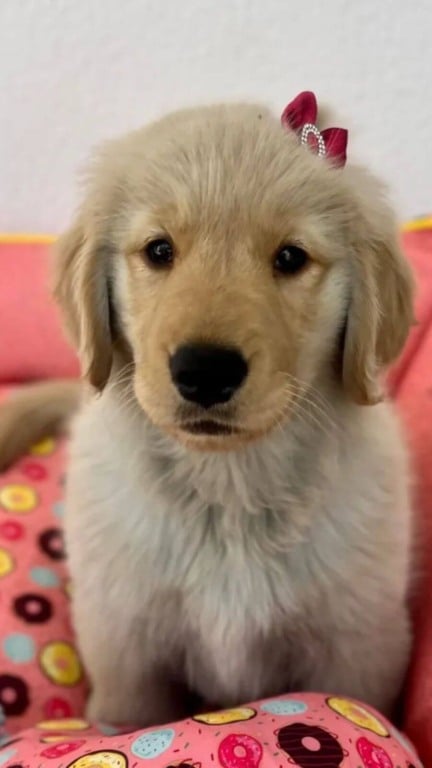 Funerária 'contrata' cachorro para serviço de suporte emocional a pessoas de luto