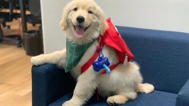 Funerária 'contrata' cachorro para serviço de suporte emocional a pessoas de luto