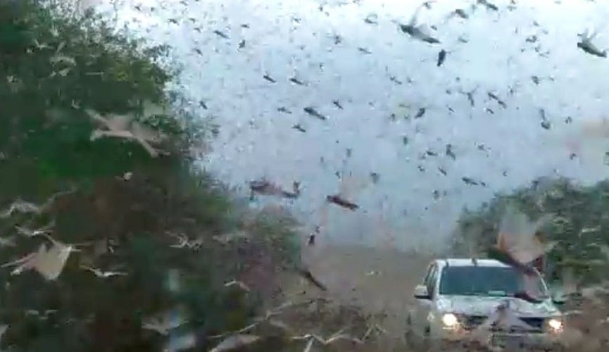 Foto de gafanhotos em pista