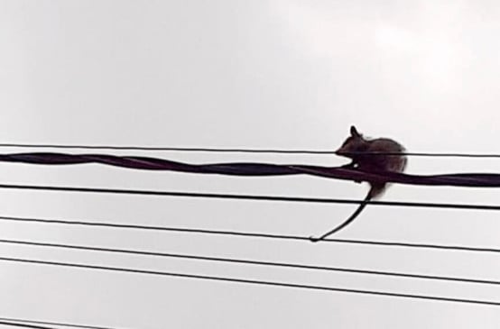 Gambá saruê ficou preso na fiação em Várzea Paulista. (Foto: Reprodução)