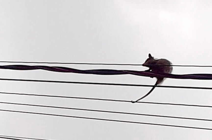 Gambá saruê ficou preso na fiação em Várzea Paulista. (Foto: Reprodução)