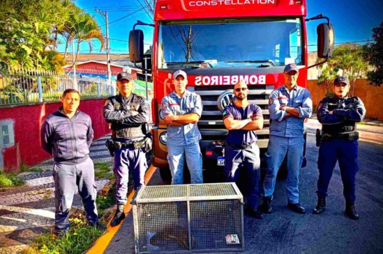 Foto: GCM Campo Limpo Paulista