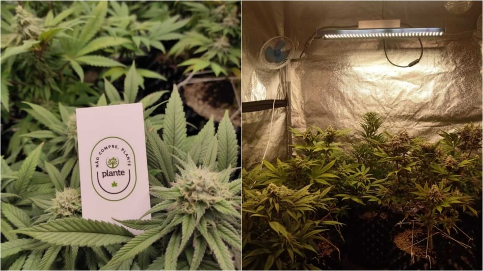 Plantações de Cannabis