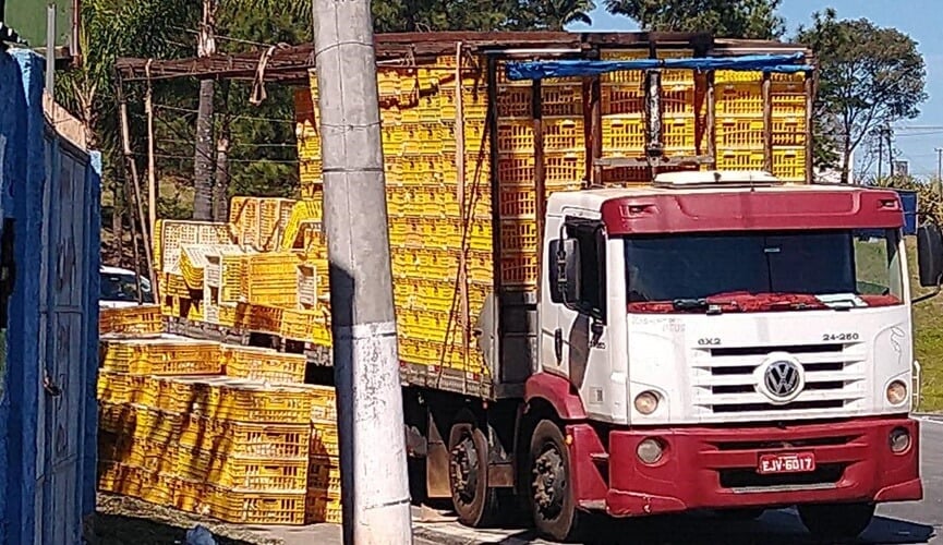 Galinhas à solta na 14 de dezembro