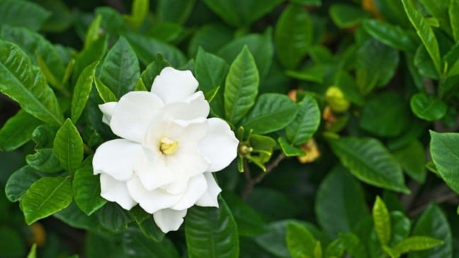 Foto: igaguri_1/Canva