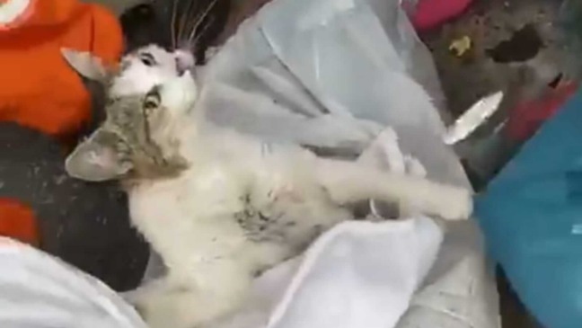 Gato jogado no lixo