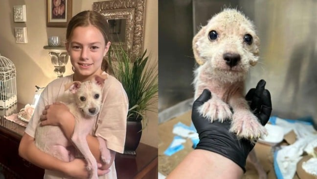 Foto: Reprodução/Facebook /SOS For Shelter Pets/The Dodo | Reprodução/Three Little Pitties Rescue/The Dodo