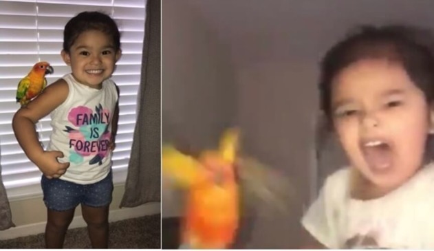 Menina treina seu pássaro para atacar pessoas