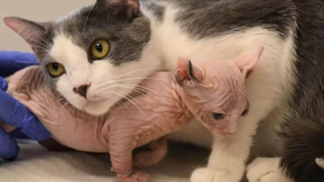 O filhote chegou ao abrigo faminto e sozinho, e rapidamente se conectou com a nova mamãe felina do pedaço (Foto: Helen Woodward Animal Center)